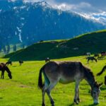 Kashmir Summer Tour Package Cost