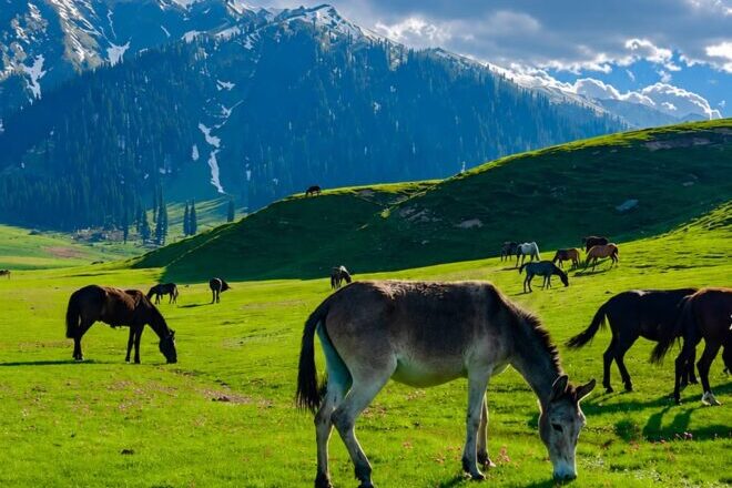 Kashmir Summer Tour Package Cost