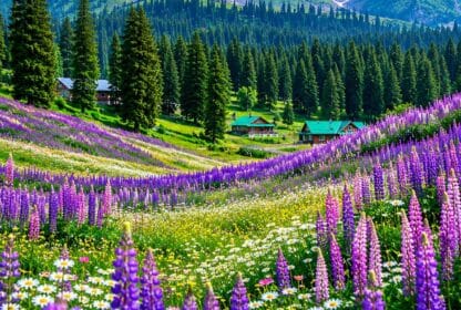 Kashmir Summer Tour Guide