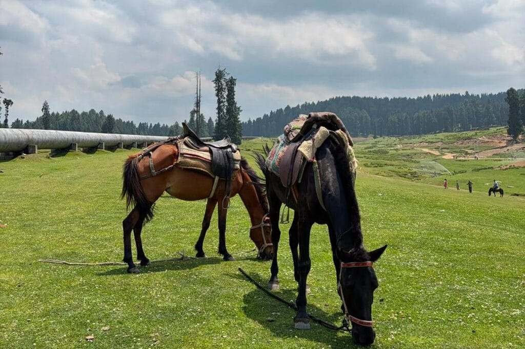 Affordable Kashmir Summer Tour Packages