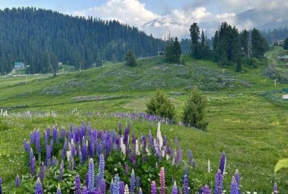 Affordable Kashmir Summer Tour Packages