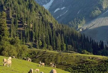 Local Travel Agency in Kashmir