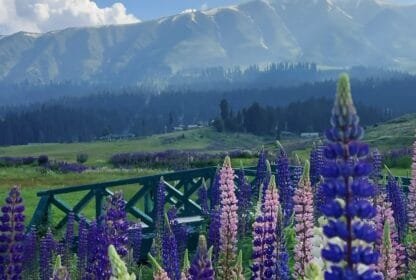Tour Operator in Kashmir Services