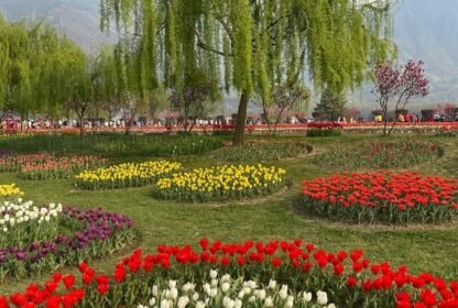 Tour Operator in Kashmir Services
