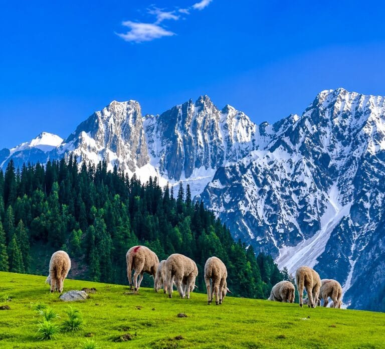 Travel Agency vs Online Booking: Which Is Better for Kashmir Trips?