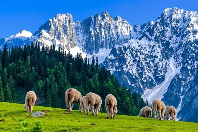 Travel Agency vs Online Booking Kashmir