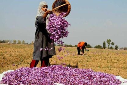 places to visit in Kashmir during autumn
