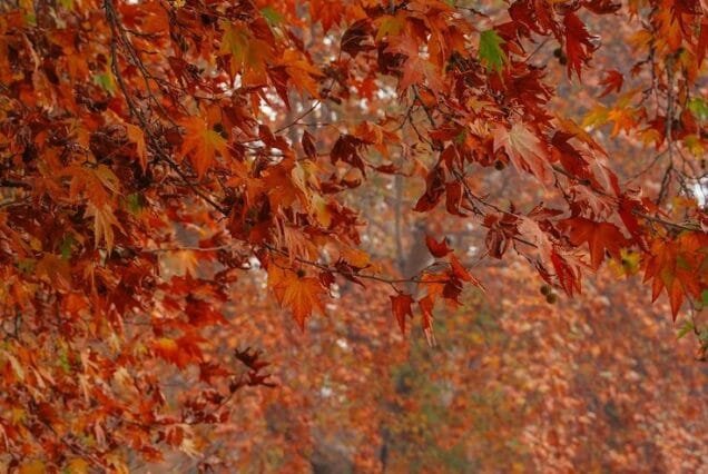 Kashmir Autumn Tour Package