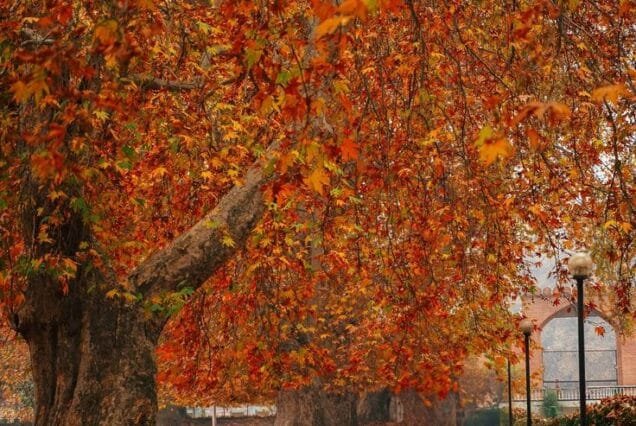 Kashmir Autumn Tour Package