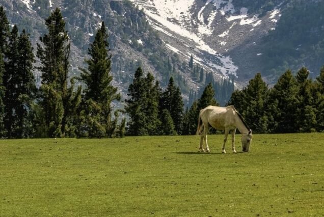 Kashmir Couple Tour Package 5 Night 6 Days