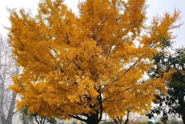 Kashmir Autumn Tour Package 3 Night 4 Days