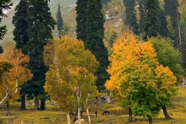 Kashmir Autumn Tour Packages 4 Night 5 Days