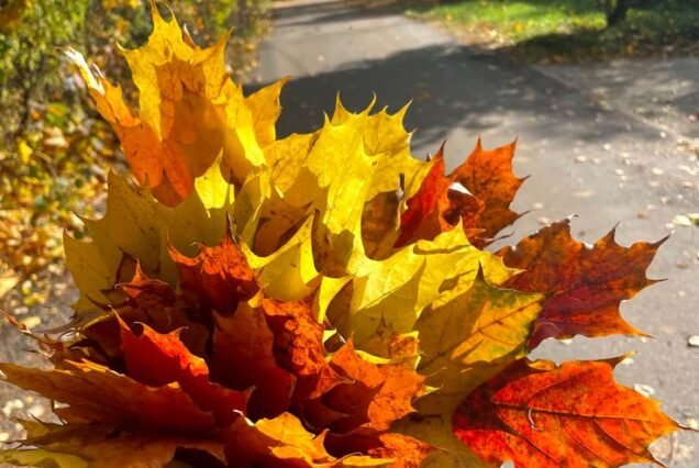 Kashmir Autumn Tour Packages 4 Night 5 Days