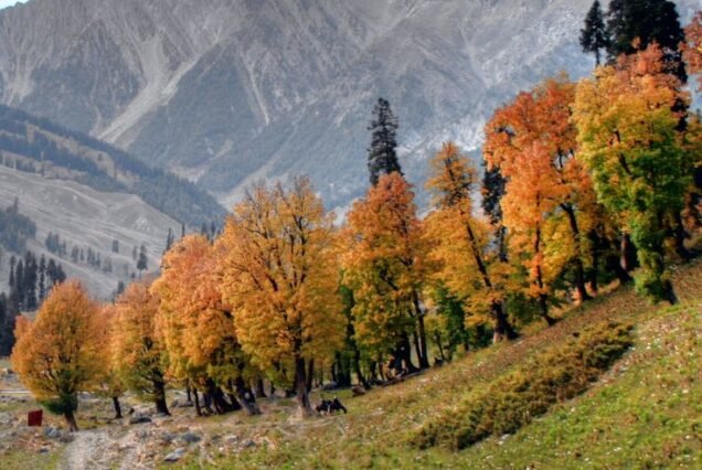 Kashmir Autumn Tour Packages 4 Night 5 Days