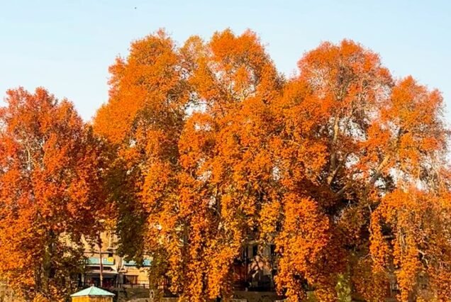 Kashmir Autumn Tour Package 6 Night 7 Days
