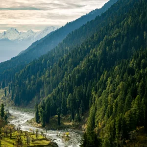 Aru Valley brown chinar kashmir 1