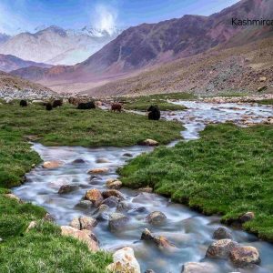 Aru Valley brown chinar kashmir 1