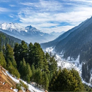 Aru Valley brown chinar kashmir