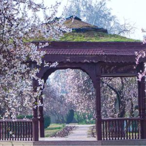 Badamwari-Srinagar_brown_chinar_kashmir