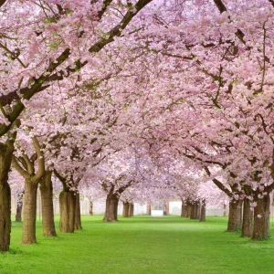 Badamwari_Srinagar_brown_chinar_kashmir