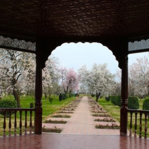 Badamwari_Srinagar_kashmir_brown_chinar_kashmir