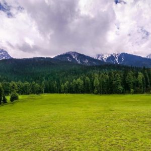 Baisaran Valley, Pahalgam_brown_chinar_kashmir