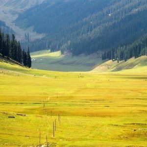 Bangus_Valley_brown_chinar_kashmir