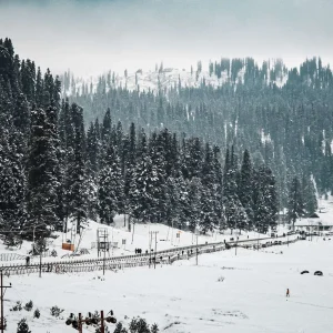 Best Time to Visit Kashmir to Witness Snowfall_brown_chinar_kashmir