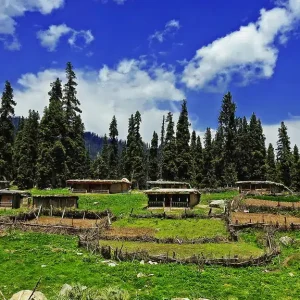 Botapathri Gulmarg brown chinar kashmir