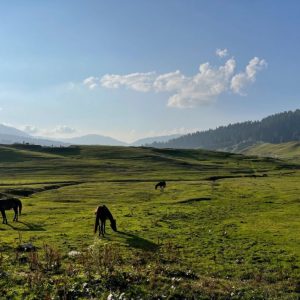 Botapathri Gulmarg brown chinar kashmir