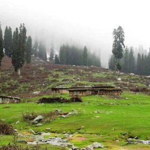 Botapathri Gulmarg brown chinar kashmir