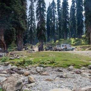 Botapathri Gulmarg brown chinar kashmir