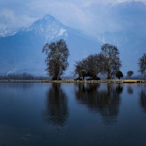 Char Chinar brown chinar kashmir