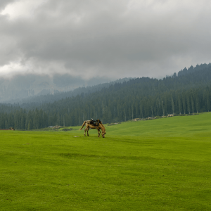 Top Valleys of Kashmir
