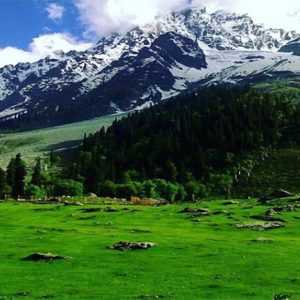 Daksum Valley brown chinar kashmir