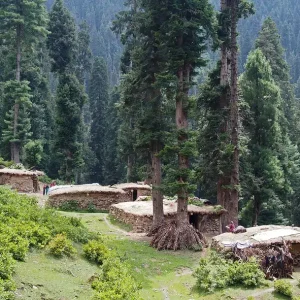 Daksum Valley brown chinar kashmir