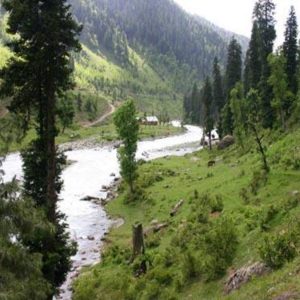 Daksum Valley brown chinar kashmir