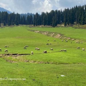 Doodhpathri kashmir brown chinar kashmir 1