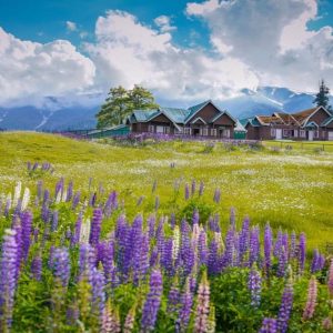 Gulmarg Biosphere Reserve brown chinar kashmir