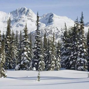 Gulmarg Biosphere Reserve brown chinar kashmir