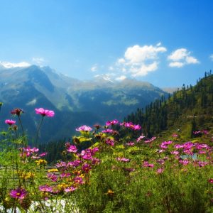 Gulmarg Biosphere Reserve brown chinar kashmir