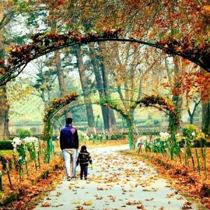 Harwan Garden brown chinar kashmir