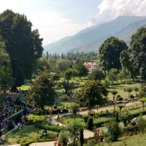 Harwan Garden brown chinar kashmir