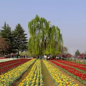 How to Plan Kashmir Tour in March brown chinar kashmir