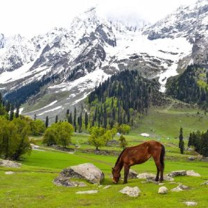 How to Plan Kashmir Tour in April brown chinar kashmir