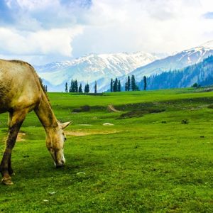 How to Plan Kashmir Tour in June