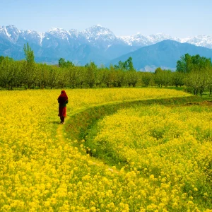 How_Many_Seasons_in_Kashmir_brown_chinar_kashmir