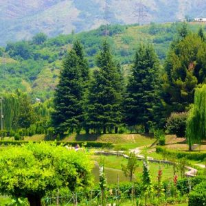 Jawaharlal Nehru Memorial Botanical Garden brown chinar kashmir