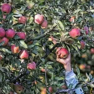 Kashmir-Apple-Season_brown_chinar_kashmir