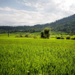 Lolab Valley, Kashmir, India